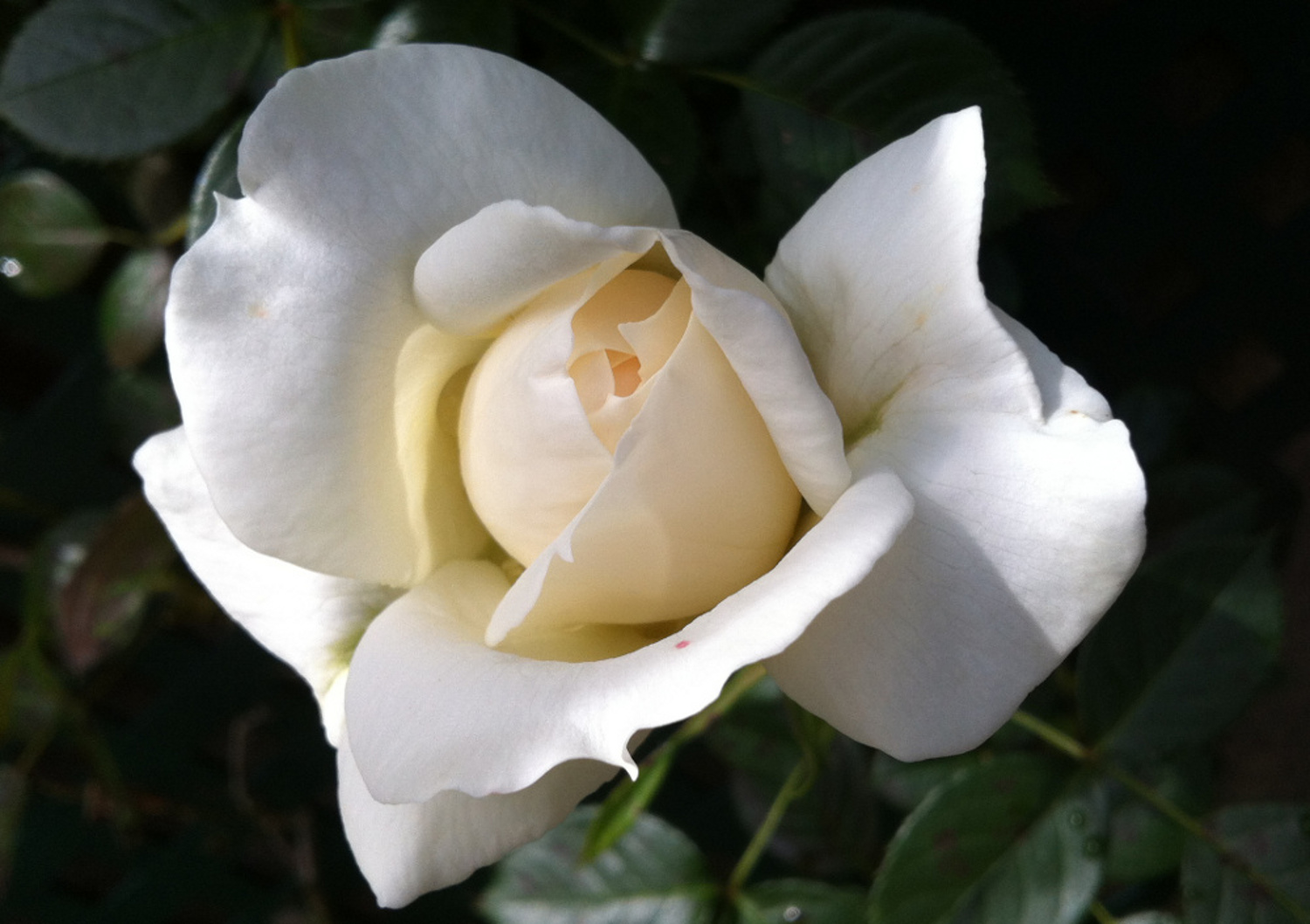 Rosa Blanca en la Sección de Tao