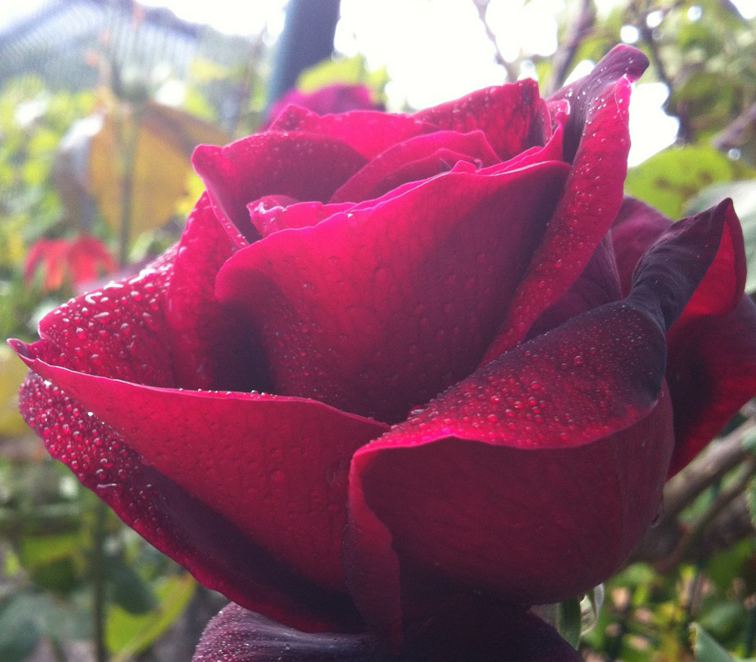 rosa roja perfumada